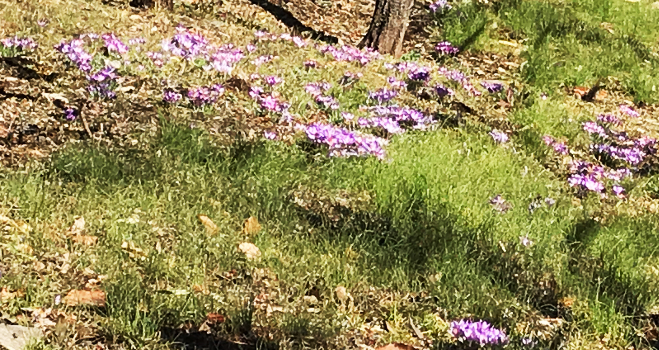 花たちが春をはこぶ 井の頭公園の梅園 吉祥寺 Me